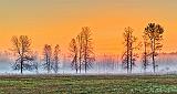 Trees In Sunrise Ground Fog_P1180987-9